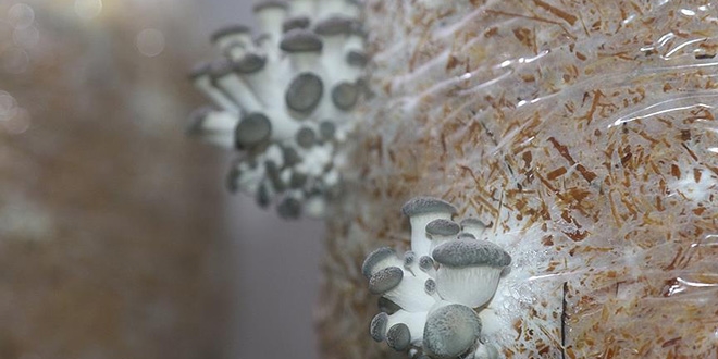 ��kembe at���yla mantar �retiyorlar