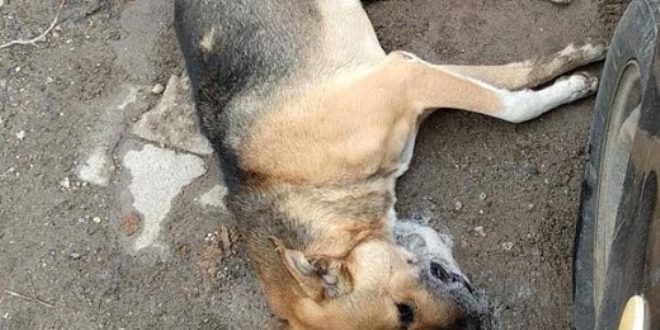Sivas'ta sokak köpeklerinin zehirlenmesi üzerine soruşturma başlatıldı