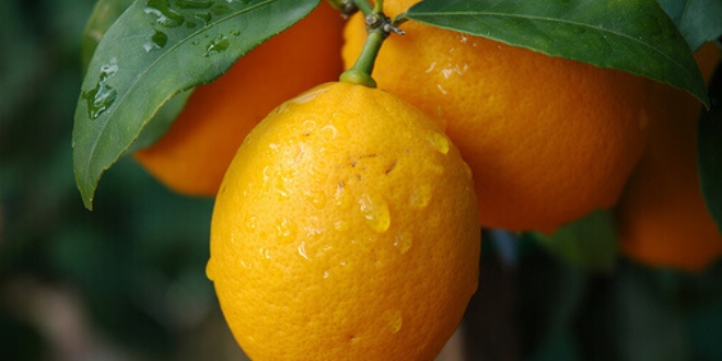 Limon dalında 1 lira 80 kuruştan alıcı buluyor