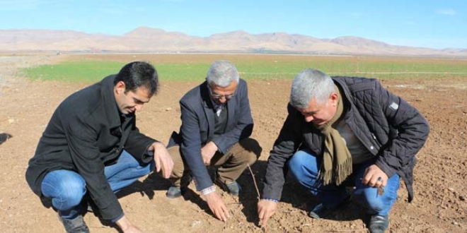Ekilen buğdaylar tarlada çürümeye başladı