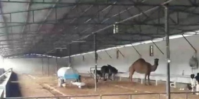Veterinerin devesine el koyup, ölen kişinin adına şirket kurmuşlar