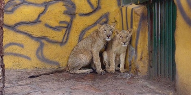 Erdo�an'a hediye edilen aslanlar Gaziantep'te