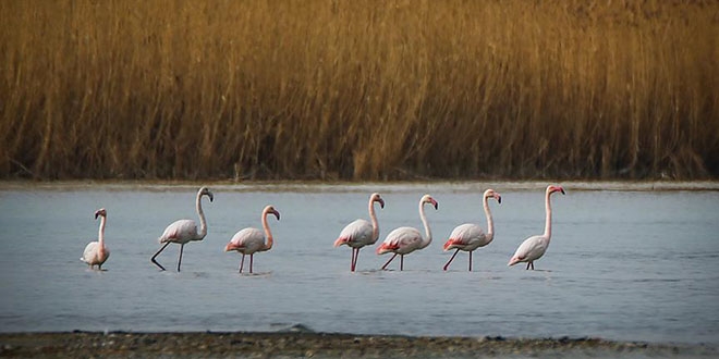 Van Gl kuu ve flamingolar arlyor