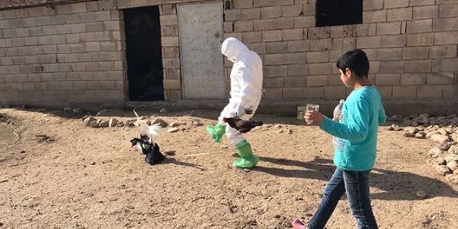 Mardin'de ku� gribi tespit edildi