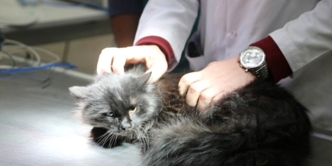 Antalya'da kediyi haval tfekle vurdular