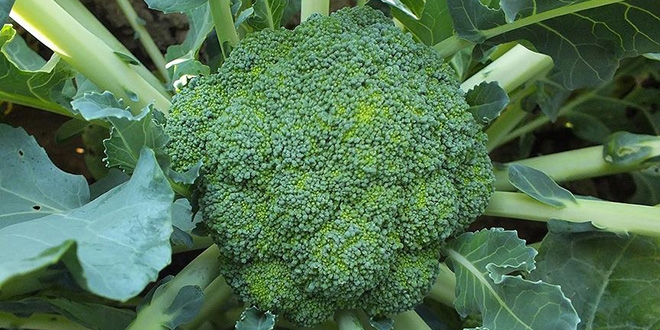 Brokoli kanser tedavisinde kullanlabilir