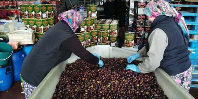Zayıflatan 'eşek' zeytini el yakıyor