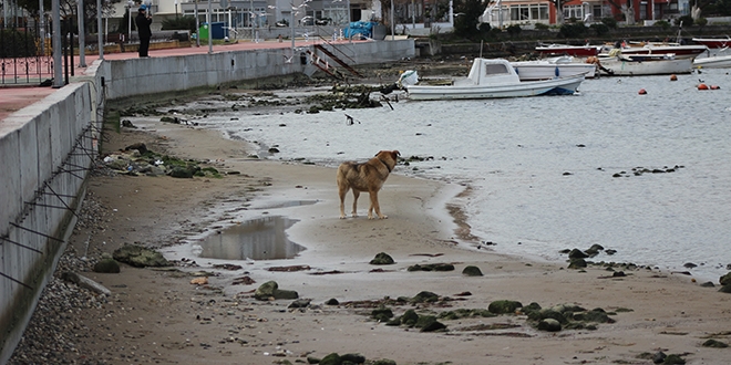 Yalova'da deniz suyu 10 metre �ekildi
