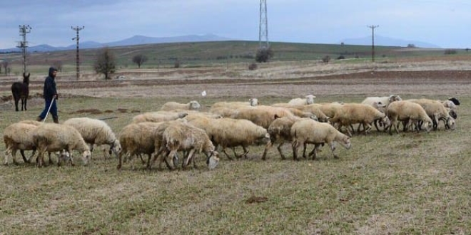 Çobanlara 'sigorta primi desteği' önerisi