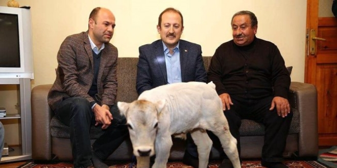 Milletvekilinden evinde buzağı besleyen çiftçiye teşekkür