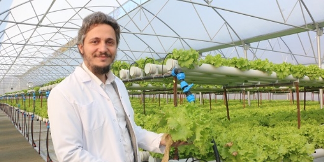 Suda kıvırcık marul yetiştiriyor