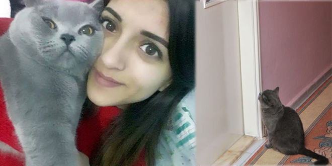 Gamze kazada öldü, kedisi kapısından ayrılmıyor