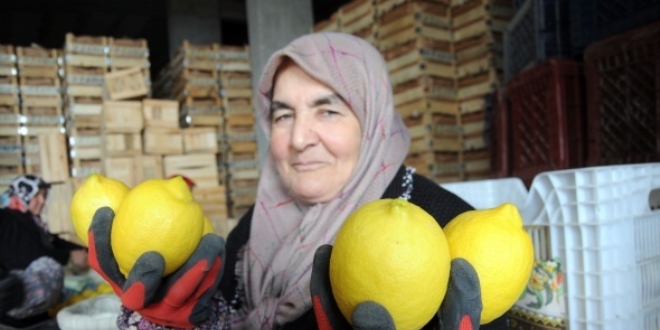 Limon değerleneceği güne kadar yatakta