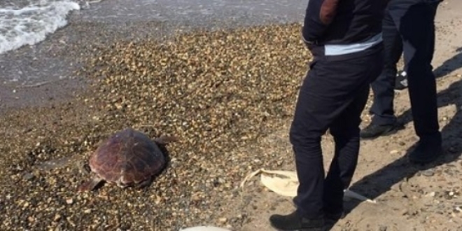Caretta caretta'yı olta iğnesi öldürdü