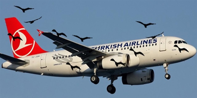 THY uçağı iniş sırasında kuş sürüsüne çarptı
