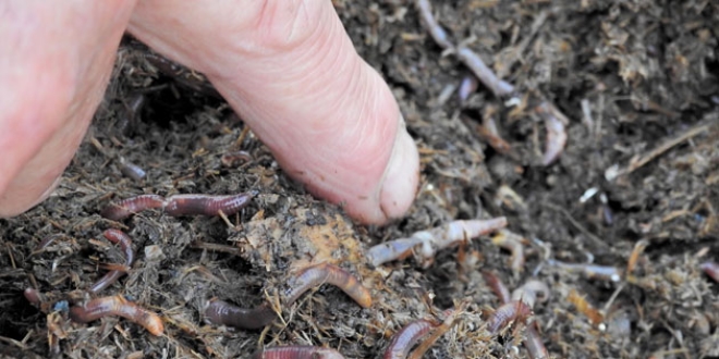 �retici solucan g�bresinden memnun