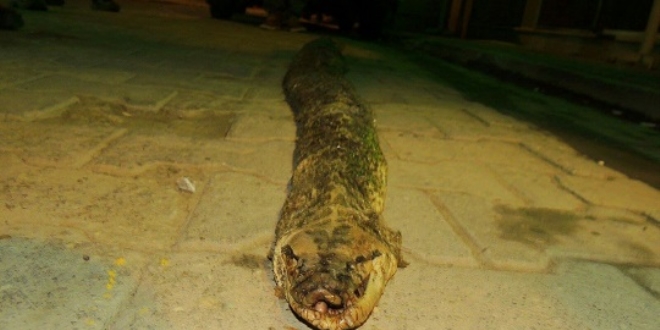 Tekirdağ'da 3 metre 20 santim boyunda ölü yılan bulundu