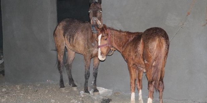 Adana'da kaçak et operasyonu