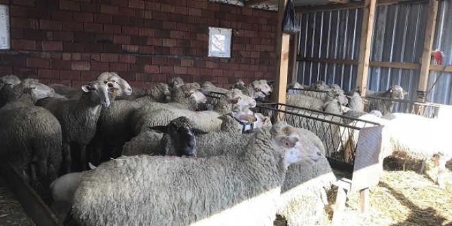 �anakkale'de '�ap' karantinas�