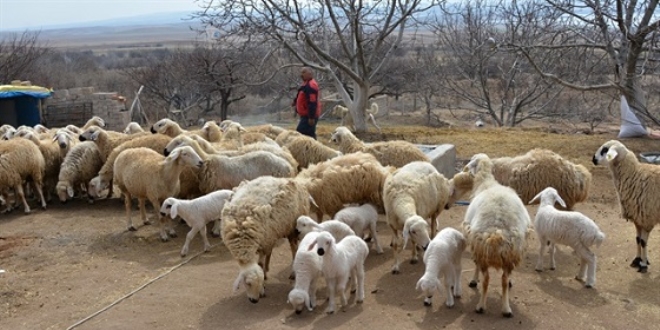'300 koyun projesi'ne bavurular yarn sona eriyor