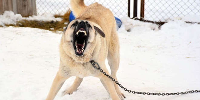 Sahip ��kt�, ba��na gelmeyen kalmad�