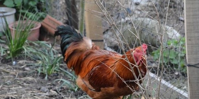 Yumurtlayan horoz şaşkına çevirdi