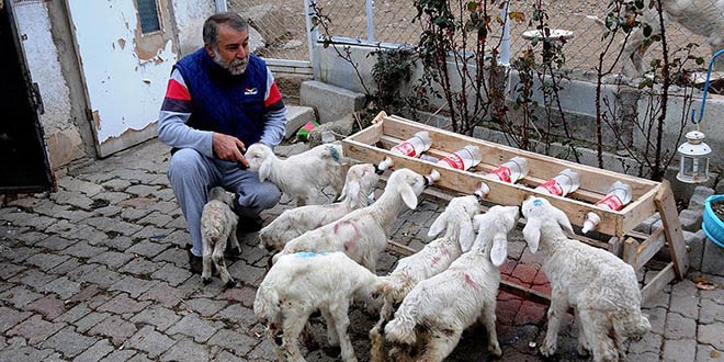 Çocuk yuvası emeklisinin 'kuzu' sevgisi