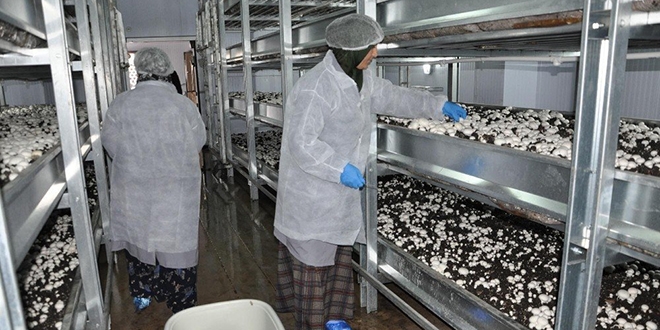 Kadın girişimci 16 hemcinsine istihdam sağladı