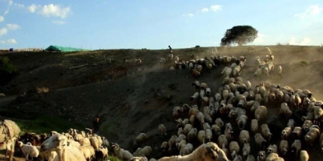 Van'da yayla ve meralar kullanıma açılıyor