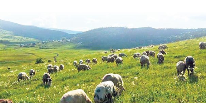 300 koyun teslimi nisanda balyor