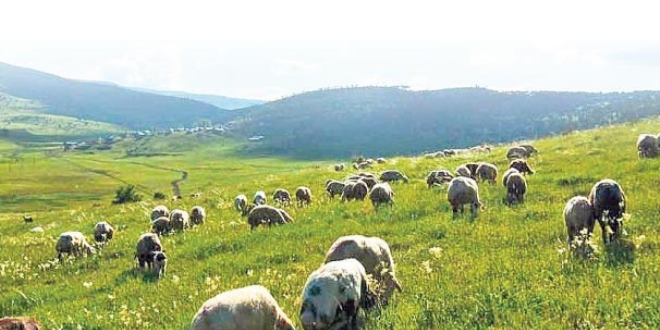 300 koyun teslimi nisanda başlıyor