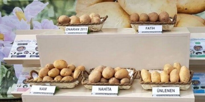 Yerli patates tohumu 'Nahita'nın satışı yapıldı