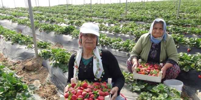 Mersinliler çilek talebine yetişemiyor