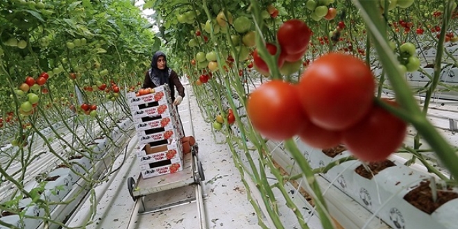 Topraksz seradan Rusya'ya domates ihracat