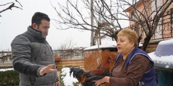 Bahçesinde beslediği tavuk horoza dönüştü