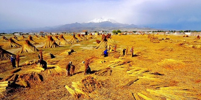 Sultansazl���'ndan Avrupa'ya kam�� ihracat�