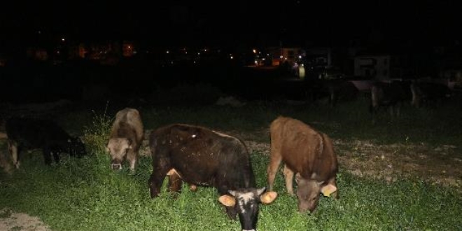 Çoban uyuya kaldı inekler şehre indi