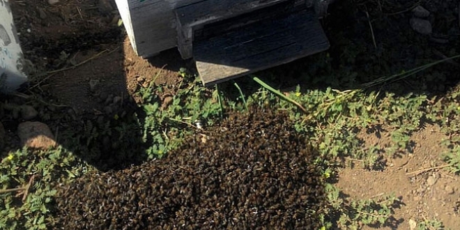 �amur ya�d�, milyonlarca ar� �ld�