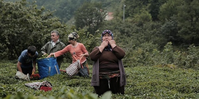 Kuş dilinin alfabesi oluşturulacak