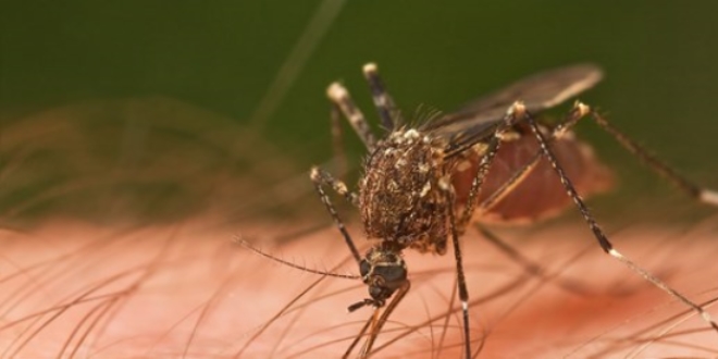 Sivrisineklere kar askeri radar teknolojisi kullanlacak