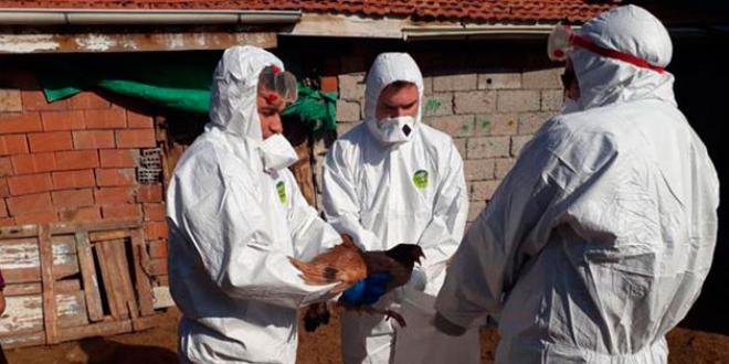 �orum'da ku� gribi ��phesi