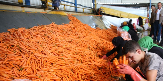 Tarladan sofraya havucun me�akkatli yolculu�u