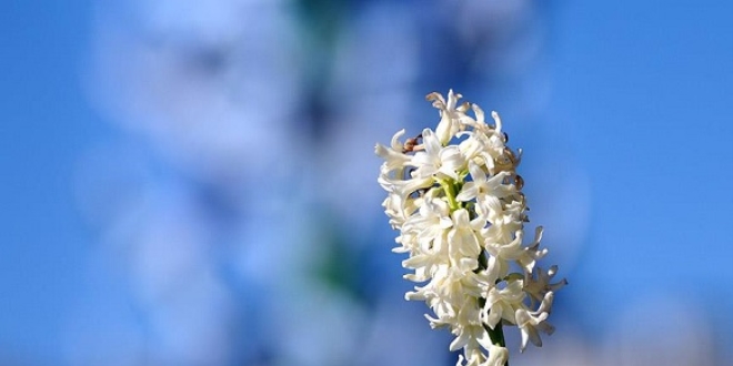 'Saray s�mb�l�'ne �zel koruma