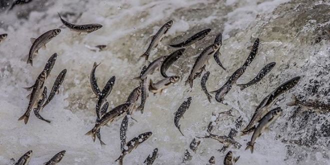 �nci kefali 'drone'la korunacak