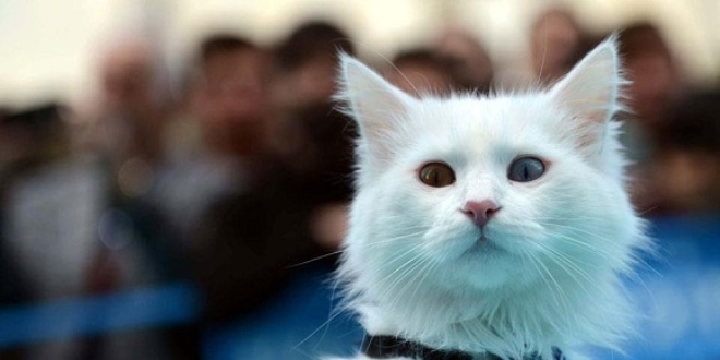 En g�zel Van kedisi 'Sezar'