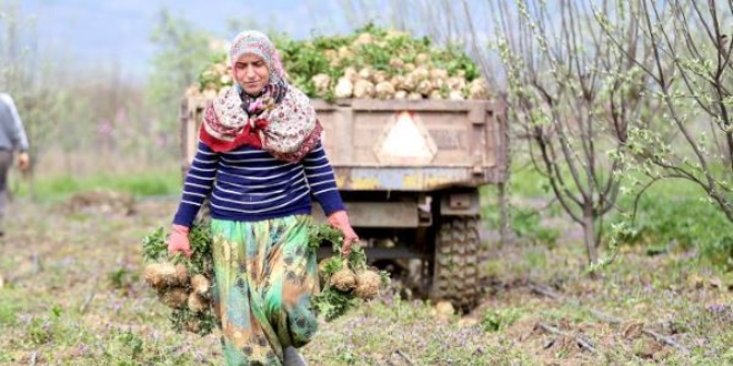 'Tarlaların beyaz elması' kadınların elinde parlıyor