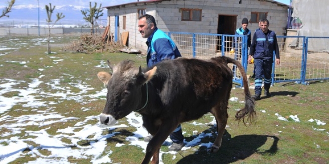 Yediemindeki inek artık yalnız olmayacak