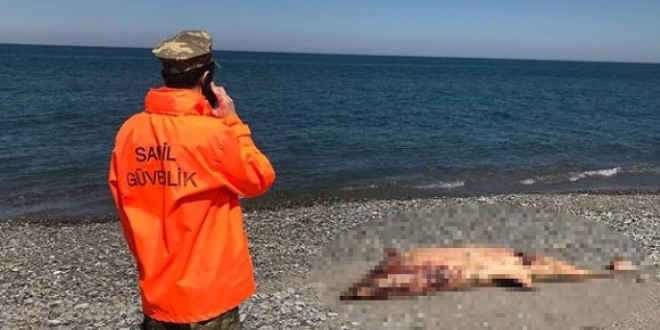 Yunuslar, Sinop'tan sonra şimdi de Samsun'da karaya vurdu