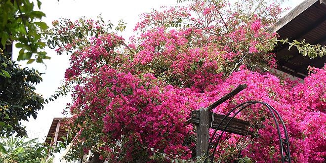 Bodrum'un begonvili, Dalyan'ın mor salkımı