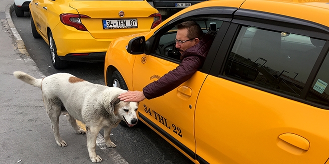 Sokak köpeğine şoför şefkati